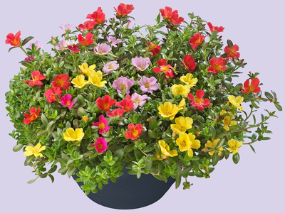 Portulaca – zon, kleur en eindeloze bloei
