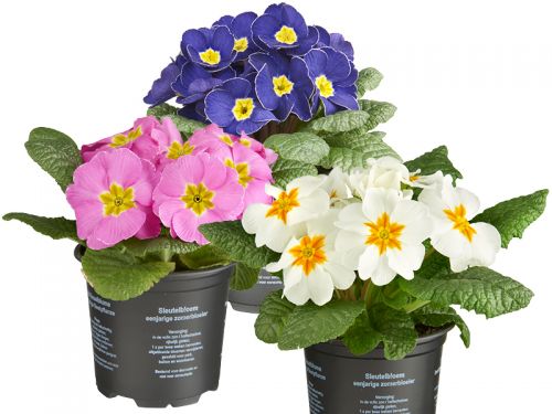 Primula, de vroege vogel in de tuin