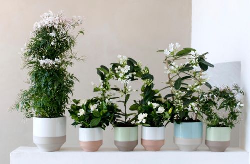 Stephanotis (bruidsbloem)