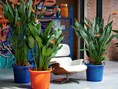 Strelitzia: Woonplant van de maand september