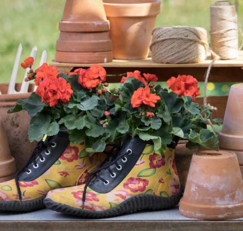 Verrassend veelzijdige geraniums