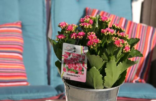 Verzin jij een mooie naam voor deze kalanchoë?