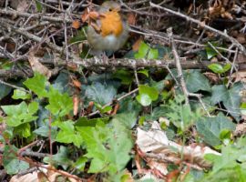 Vier tips voor een diervriendelijke herfsttuin