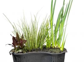 Waterplanten planten & verzorgingstips