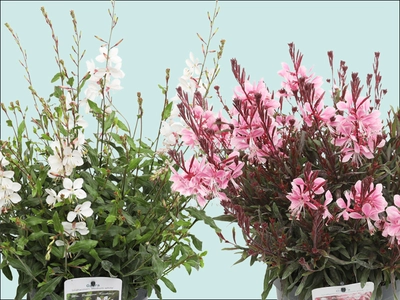 Prachtkaars: Wervelend vlindereffect in je tuin
