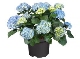 Zo verzorg je een boerenhortensia!