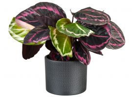 Zo verzorg je een Calathea!