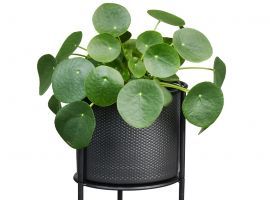 Zo verzorg je een Pannenkoekplant!