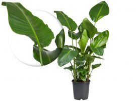 Zo verzorg je een Strelitzia!