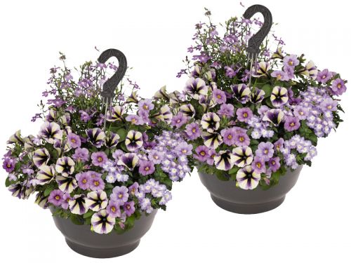 Zomerbloeiers in hangpot: gelijk klaar voor de zomer!