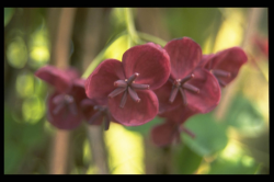 Lardizabalaceae