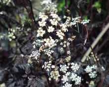 Apiaceae