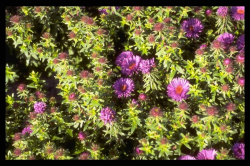 Asteraceae