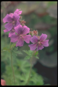 Gentianaceae