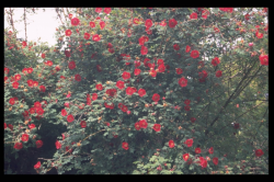 Rosaceae