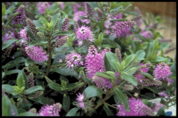 Scrophulariacea