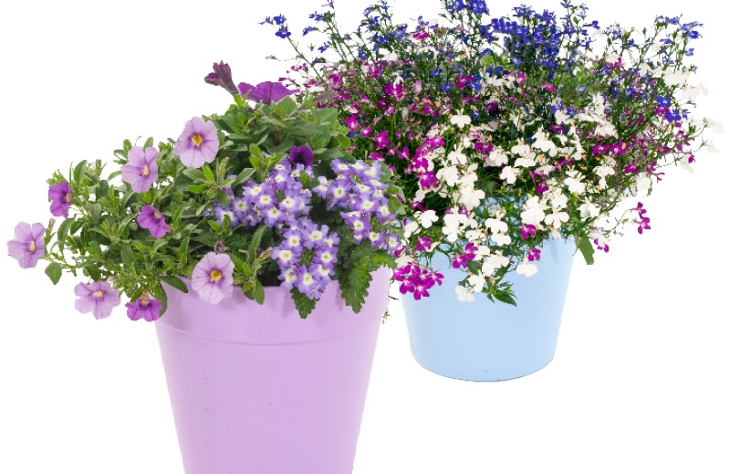 Zomerbloeiers In Terraspot Een Zomerhit Groenrijk